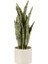 Saksıda Sanseveria / M 1