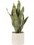 Saksıda Sanseveria / Xl 1
