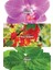 Cherish The Moment Edp 50 Ml Kadın Parfüm 4