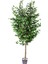 Yapay Ficus Ağacı Tek Gövde Yeşil 200 Cm. 1