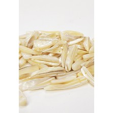 Krem Kılıç Desenli Deniz Kabuğu