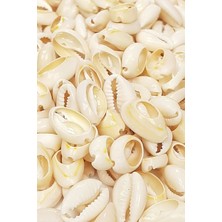 Krem Tazı Boncuk Deniz Kabuğu