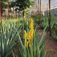 Aloe Vera Barbadensis Stocton 60 - 70 Cm  4 Yaşında Saksısız Fidan