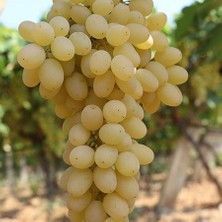 Reyon Bahçe Tüplü Yöresel Tahannebi Yellow Üzüm Fidanı