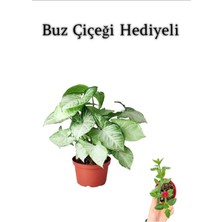 Serada Decor Plant Sevgililer Günü Hediyesi Zarif Yapraklı Melek Kanadı Bitkisi Buz Çiçeği Hediyeli