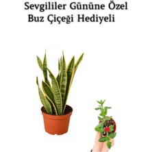 Serada Decor Plant Hediyelik Sarı Alacalı Paşa Kılıcı Bitkisi Sevgililer Gününe Özel Buz Çiçeği Hediyeli