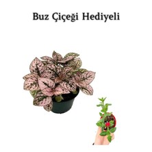 Serada Decor Plant Toz Pembe Zarif Yapraklı Hostes Sevgililer Gününe Özel Buz Çiçeği Hediyeli