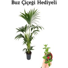 Serada Decor Plant Canlı Yapraklı Areka-Areca Salon Palmiyesi Sevgililer Gününe Özel Buz Çiçeği Hediyeli