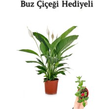 Serada Decor Plant Hediyelik Beyaz Barış Çiçeği Sevgililer Gününe Özel Buz Çiçeği Hediyeli