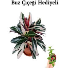 Serada Decor Plant Pembe Renk Dua Katalya Çiçeği Sevgililer Gününe Özel Buz Çiçeği Hediyeli