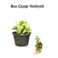 Serada Decor Plant Sarı Çiçekli Milli Dikenler Tacı Kaktüs Sevgililer Gününe Özel Buz Çiçeği Hediyeli