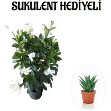 Serada Decor Plant Kokulu Beyaz Mandevilla Sarmaşığı Sevgililer Gününe Özel Buz Çiçeği Hediyeli