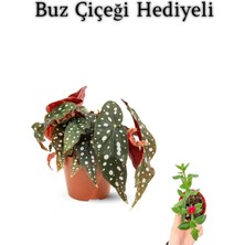 Serada Decor Plant Hediyelik Çilli Begonya Çiçeği Sevgililer Gününe Özel Buz Çiçeği Hediyeli