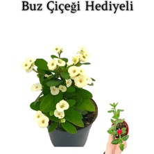 Serada Decor Plant Beyaz Çiçekli Kaktüs Milli Dikenler Tacı Sevgililer Gününe Özel Buz Çiçeği Hediyeli