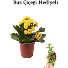 Serada Decor Plant Sevgililer Gününe Özel Sarı Renk Kalanşo-Emel Hanım Buz Çiçeği Hediyeli