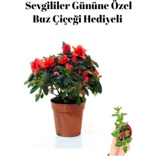 Serada Decor Plant Hediyelik Kırmızı Açelya Sevgililer Gününe Özel Buz Çiçeği Hediyeli