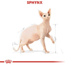 Royal Canin Tüysüz Sphynx Cinsi Yetişkin Kedi Maması 2 kg