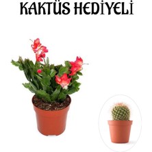 Serada Decor Plant Hediyelik Kırmızı Renk Yılbaşı Çiçeği Sevgililer Gününe Özel Kaktüs Hediyeli