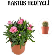 Serada Decor Plant Hediyelik Mis Kokulu Şeker Pembe Karanfil Çiçeği Kaktüs Hediyeli