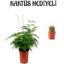 Serada Decor Plant Tül Kuşkonmaz Çiçeği Sevgililer Gününe Özel Kaktüs Hediyeli