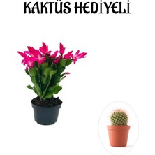 Serada Decor Plant Sevgililer Gününe Özel Pembe Renk Yılbaşı Çiçeği-Kaktüsü Kaktüs Hediyeli