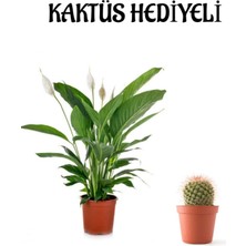 Serada Decor Plant Hediyelik Beyaz Barış Çiçeği Sevgililer Gününe Özel Kaktüs Hediyeli