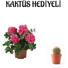 Serada Decor Plant Hediyelik Pembe Sakız Sardunya Çiçeği Fidanı Sevgililer Gününe Özel Kaktüs Hediyeli