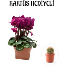 Serada Decor Plant Hediyelik Fuşya Renk Sıklamen Çiçeği Sevgililer Gününe Özel Kaktüs Hediyeli