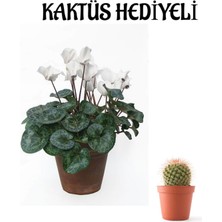 Serada Decor Plant Hediyelik Beyaz Renk Sıklamen Çiçeği Sevgililer Gününe Özel Kaktüs Hediyeli