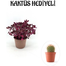 Serada Decor Plant Sevgililer Gününe Özel Çingene Şalvarı|iresine Herbtis Bitkisi Kaktüs Hediyeli