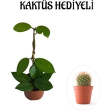 Serada Decor Plant Sevgililer Gününe Özel Beyaz Renk Hoya-Mum Çiçeği Kaktüs Hediyeli
