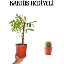 Serada Decor Plant Mor Salkım Ağacı Fidanı Sevgililer Gününe Özel Kaktüs Hediyeli