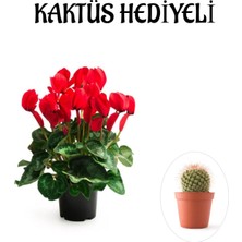 Serada Decor Plant Hediyelik Kırmızı Renk Sıklamen Çiçeği Sevgililer Gününe Özel Kaktüs Hediyeli