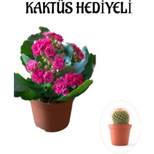 Serada Decor Plant Sevgililer Gününe Özel Pembe Renk Kalanşo-Emel Hanım Çiçeği Kaktüs Hediyeli