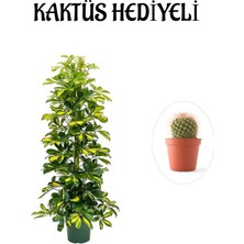 Serada Decor Plant Hediyelik Sarı Alacalı Şeflera Bitkisi Sevgililer Gününe Özel Kaktüs Hediyeli
