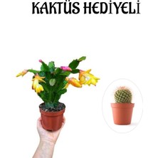 Serada Decor Plant Sevgililer Gününe Özel Sarı Renk Yılbaşı Çiçeği-Kaktüsü Kaktüs Hediyeli