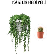 Serada Decor Plant Tespih| Boncuk| Bezelya Çiçeği Bitkisi Sevgililer Gününe Özel Kaktüs Hediyeli