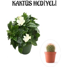 Serada Decor Plant Yoğun Mis Kokulu Gardenya Çiçeği Sevgililer Gününe Özel Kaktüs Hediyeli