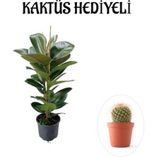 Serada Decor Plant Parlak Canlı Yapraklı Kauçuk Bitkisi Sevgililer Gününe Özel Kaktüs Hediyeli