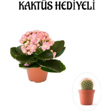 Serada Decor Plant Sevgililer Gününe Özel Açık Pembe Kalanşo-Emel Hanım Çiçeği Kaktüs Hediyeli