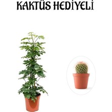 Serada Decor Plant Hediyelik Yeşil Şeflera Bitkisi Sevgililer Gününe Özel Kaktüs Hediyeli