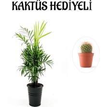 Serada Decor Plant Sevgililer Gününe Özel Şamador Dağ Palmiyesi Bitkisi Kaktüs Hediyeli