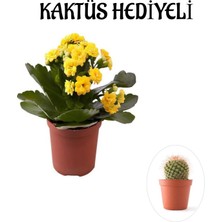 Serada Decor Plant Pembe Çiçekli Milli Dikenler Tacı Kaktüs Sevgililer Gününe Özel Kaktüs Hediyeli