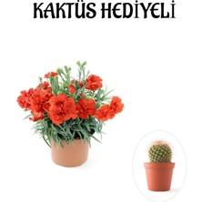 Serada Decor Plant Sevgililer Gününe Özel Kırmızı Renk Karanfil Çiçeği Kaktüs Hediyeli