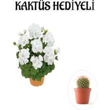 Serada Decor Plant Hediyelik Beyaz Sardunya Çiçeği Sevgililer Gününe Özel Kaktüs Hediyeli