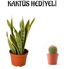 Serada Decor Plant Hediyelik Sarı Alacalı Paşa Kılıcı Bitkisi Sevgililer Gününe Özel Kaktüs Hediyeli