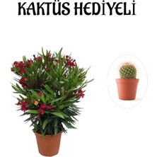 Serada Decor Plant Kırmızı Renk Bodur Zakkum Fidanı Sevgililer Gününe Özel Kaktüs Hediyeli