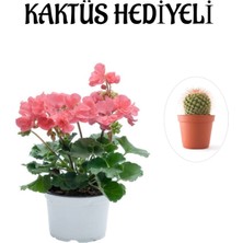 Serada Decor Plant Hediyelik Toz Pembe Sardunya Çiçeği  Sevgililer Gününe Özel Kaktüs Hediyeli