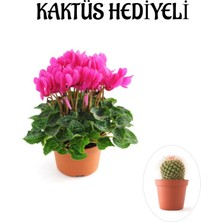 Serada Decor Plant Hediyelik Pembe Renk Sıklamen Çiçeği Sevgililer Gününe Özel Kaktüs Hediyeli