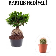 Serada Decor Plant Hediyelik Bonsai Bitkisi Sevgililer Gününe Özel Kaktüs Hediyeli